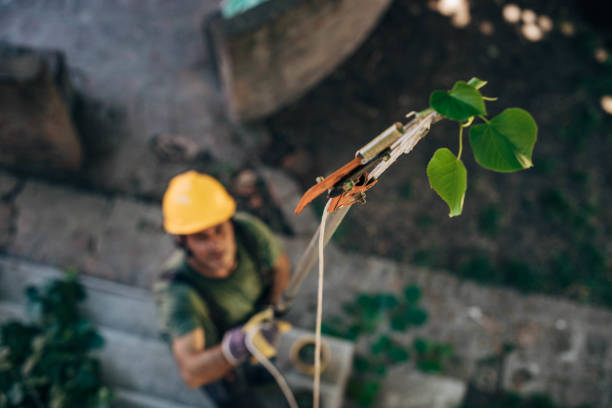 Best Fruit Tree Pruning  in Ome, GA