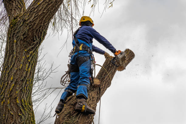 Best Tree and Shrub Care  in Ome, GA