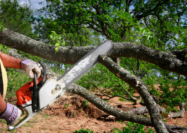 Reliable Omega, GA Tree Removal Solutions